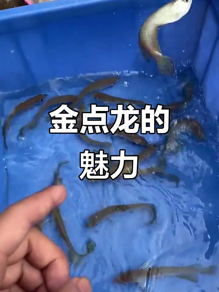 星點龍魚和斑紋龍魚哪個更值錢？