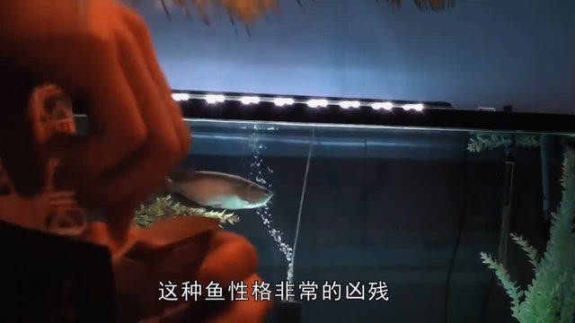 星點龍魚和斑紋龍魚哪個更值錢？