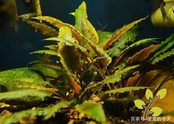 觀賞魚缸造景，水草造景的藝術(shù)與科學(xué)：水草造景的藝術(shù)與科學(xué)