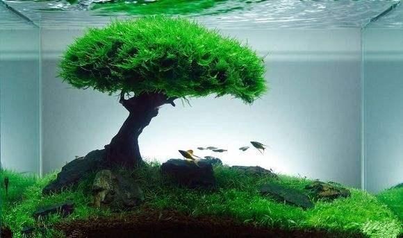 觀賞魚缸造景，水草造景的藝術(shù)與科學(xué)：水草造景的藝術(shù)與科學(xué)
