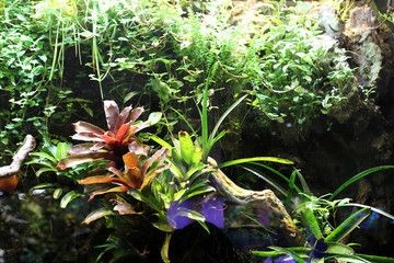 水生植物對魚缸生態的影響：水生植物對魚缸生態影響的幾個方面