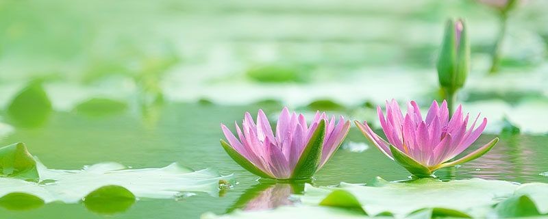 水生植物對魚缸生態的影響：水生植物對魚缸生態影響的幾個方面