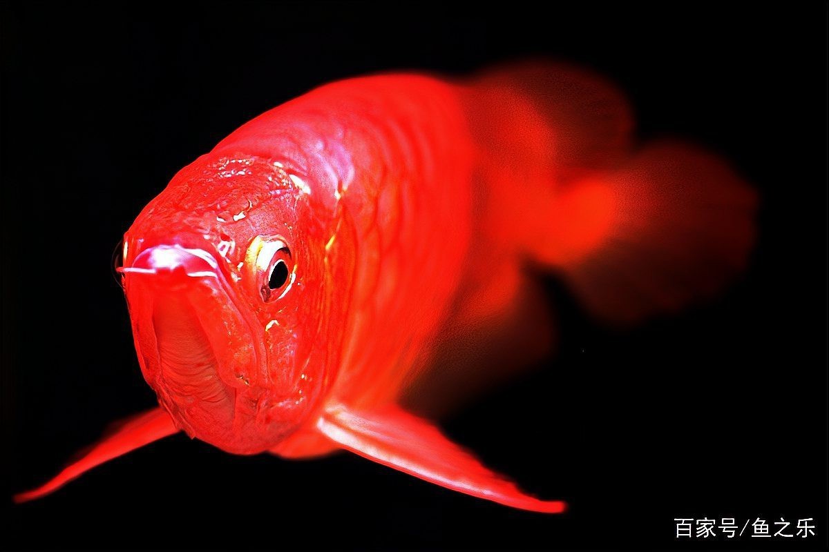 龍魚手機壁紙