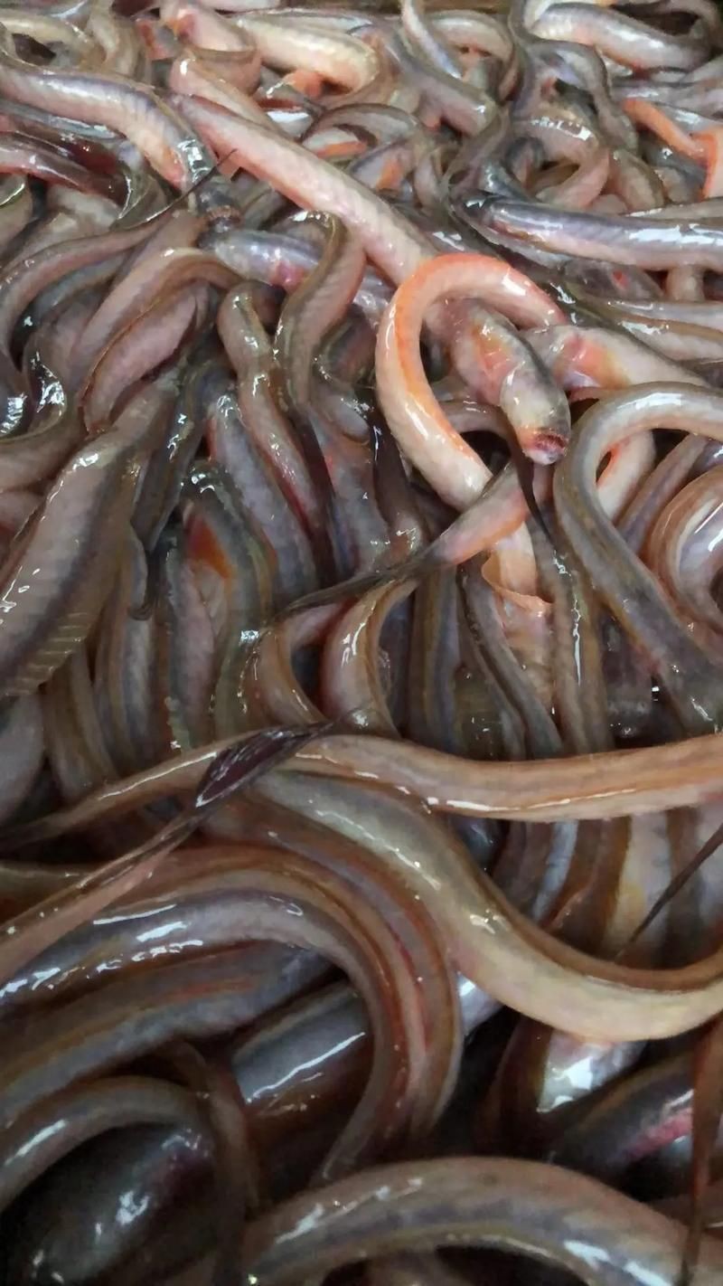 紅狼牙鰕虎魚圖片