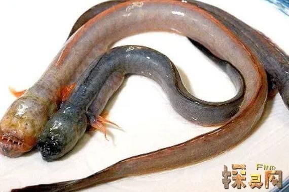 紅狼牙鰕虎魚圖片