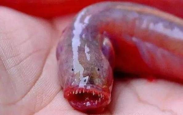 紅狼牙鰕虎魚圖片