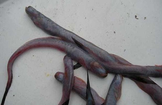 紅狼牙鰕虎魚圖片