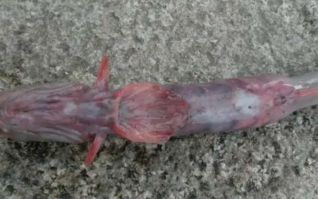 紅狼牙鰕虎魚圖片