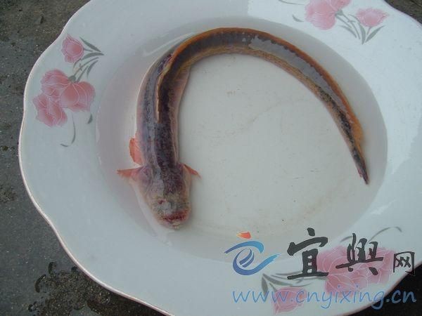 紅狼牙鰕虎魚圖片