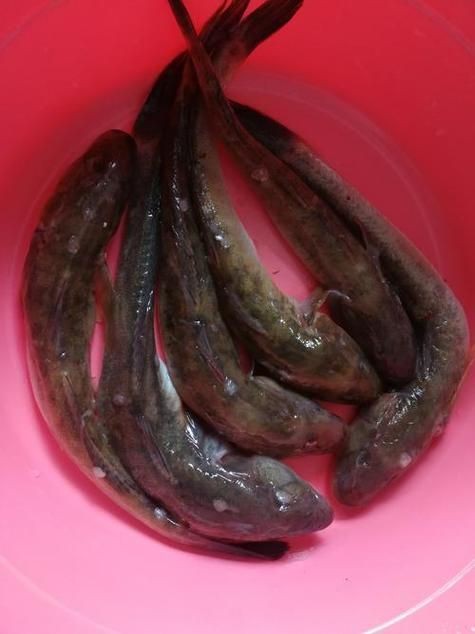 紅狼牙鰕虎魚圖片