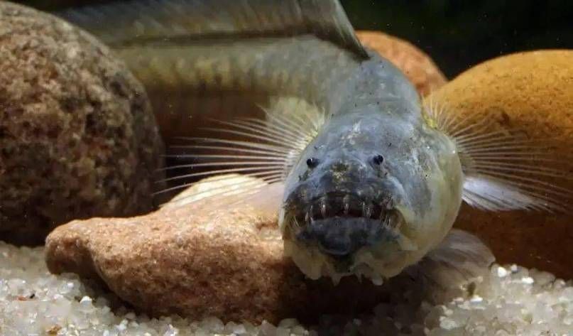 紅狼牙鰕虎魚圖片