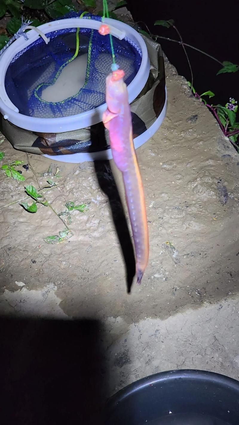 紅狼牙鰕虎魚圖片