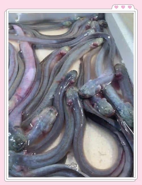 紅狼牙鰕虎魚圖片