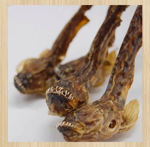 紅狼牙鰕虎魚圖片