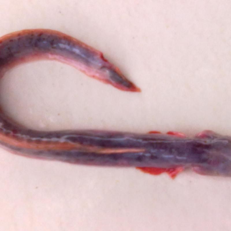 紅狼牙鰕虎魚圖片