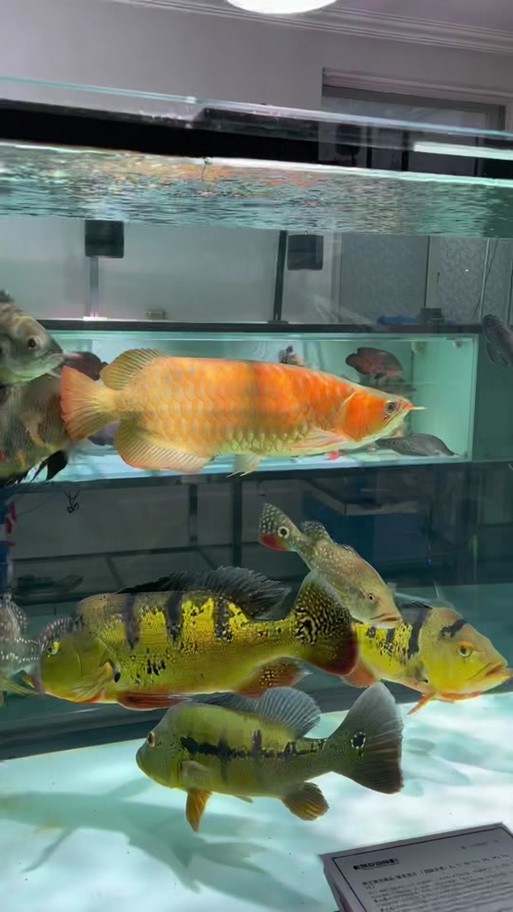 狗頭魚和金龍魚能混養嗎圖片