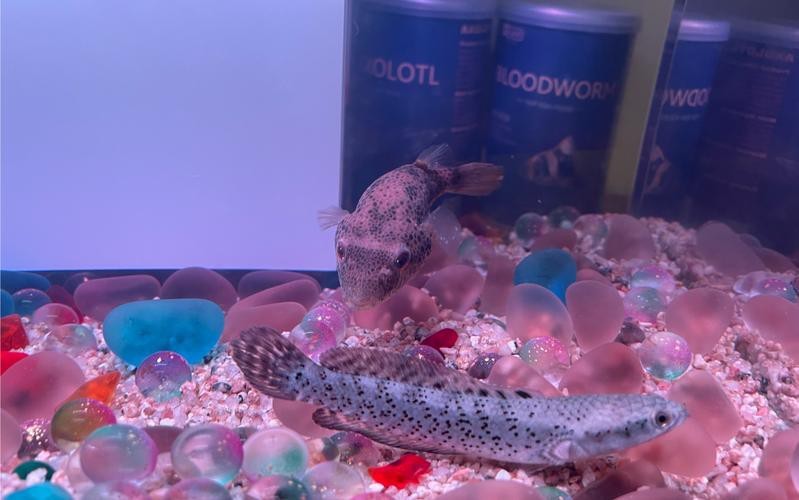 狗頭魚和金龍魚能混養嗎圖片