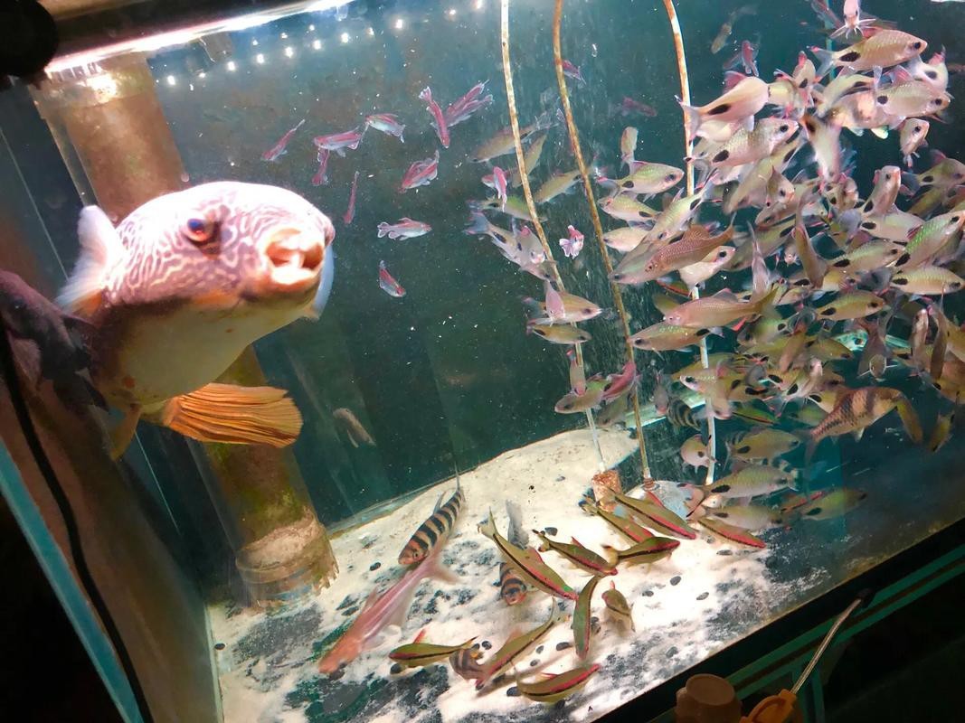 狗頭魚和金龍魚能混養嗎圖片