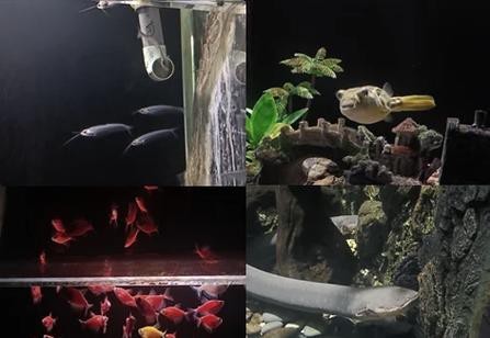 狗頭魚和金龍魚能混養嗎圖片