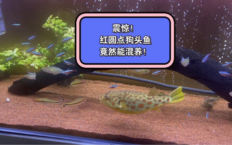 狗頭魚和金龍魚能混養嗎圖片