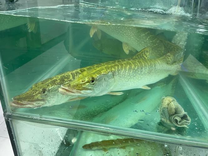 狗頭魚和金龍魚能混養嗎圖片