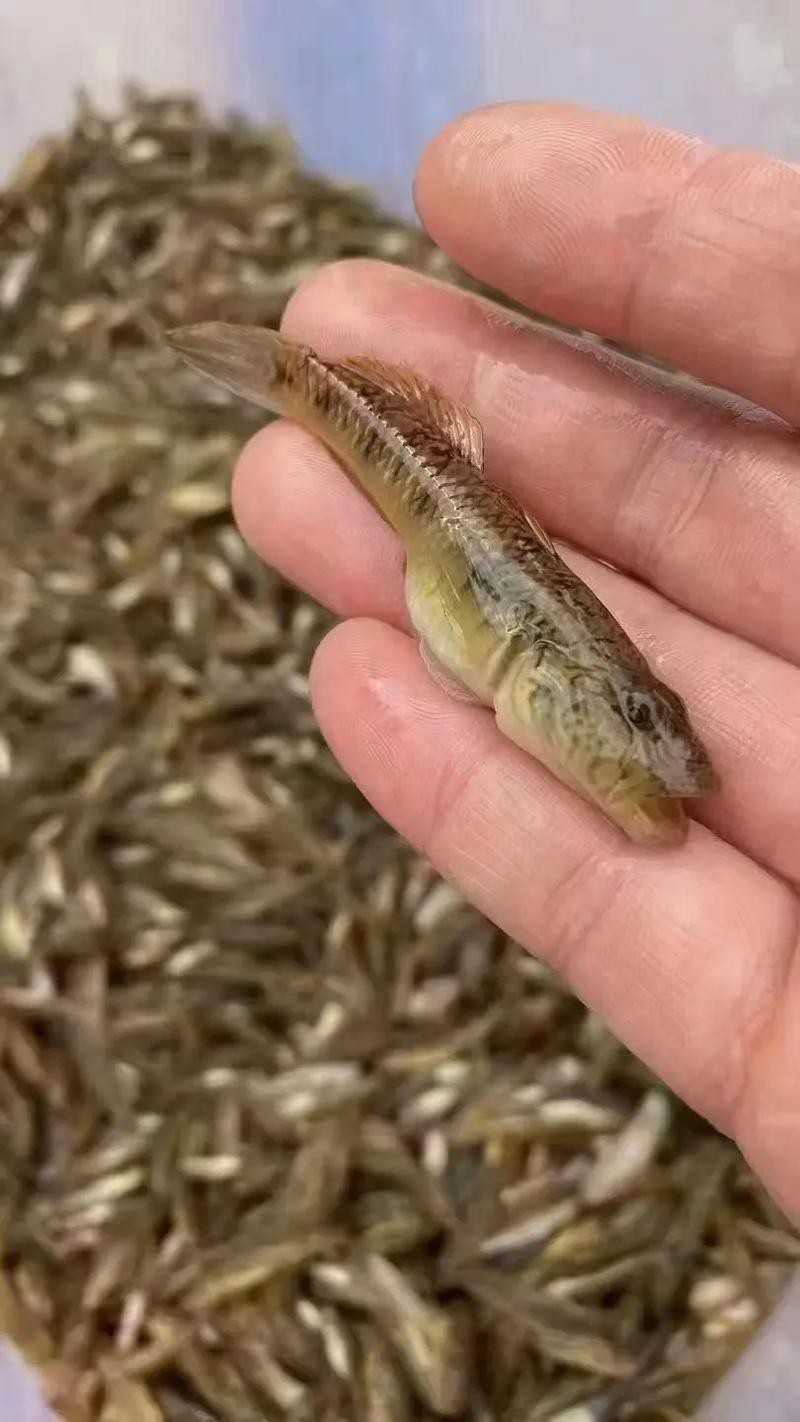 狗頭魚和金龍魚能混養嗎圖片