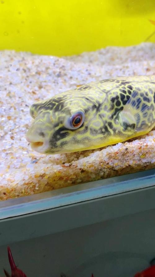狗頭魚和金龍魚能混養嗎圖片