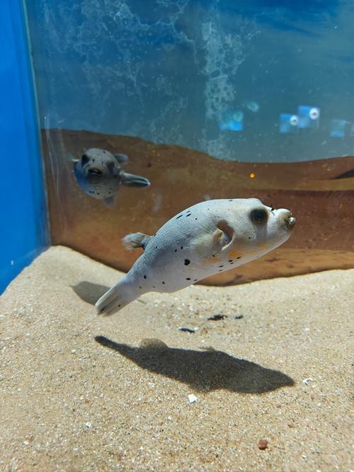 狗頭魚和金龍魚能混養嗎圖片