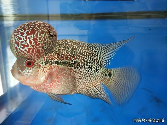 狗頭魚和金龍魚能混養嗎圖片