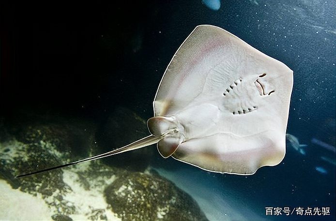 淡水猛魚