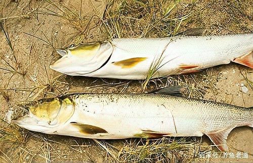 淡水猛魚