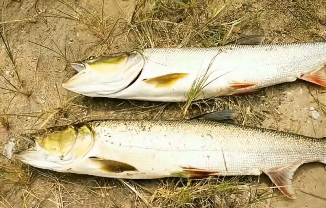 淡水猛魚