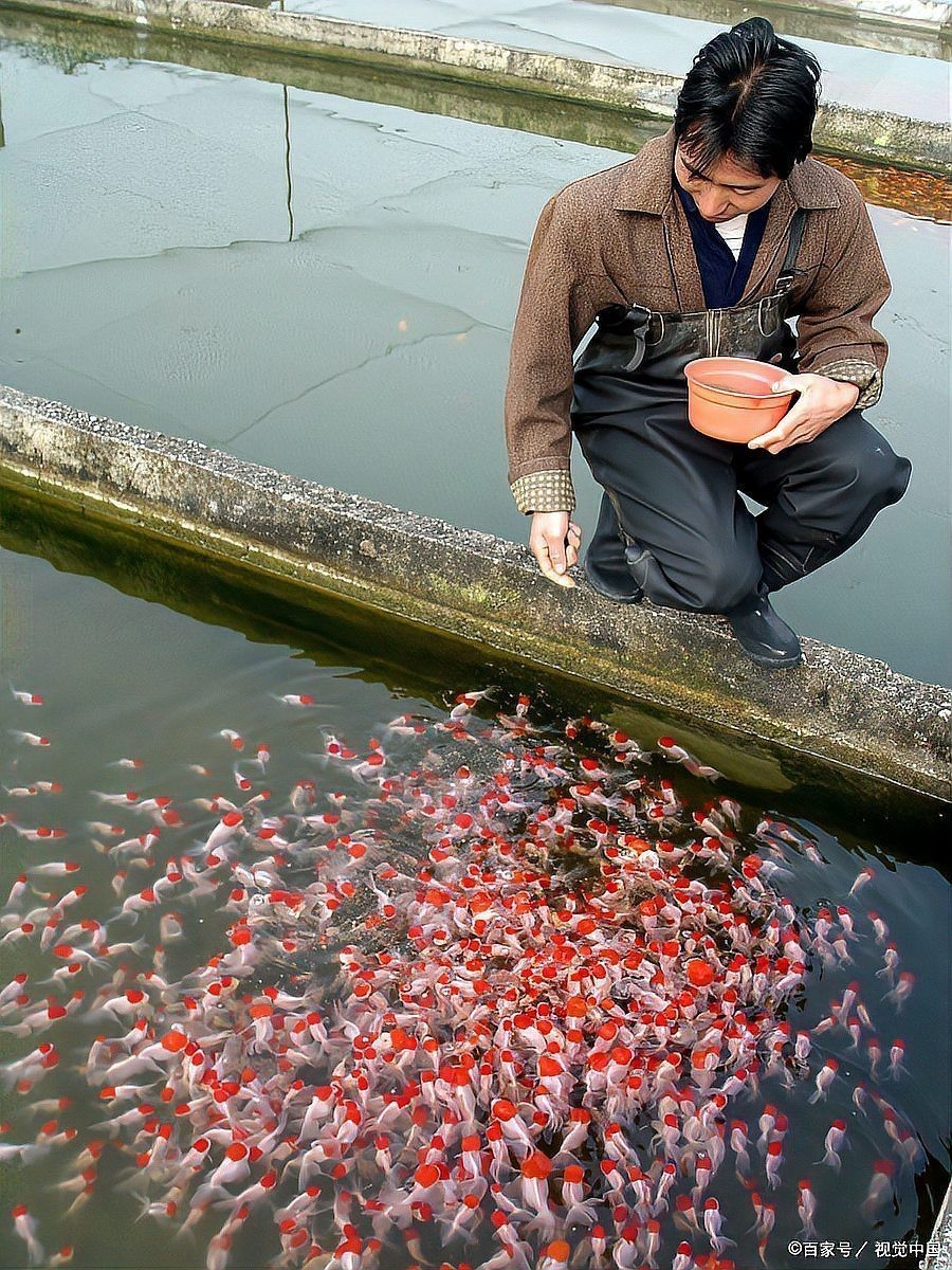 紅龍魚飼養成本大概是多少