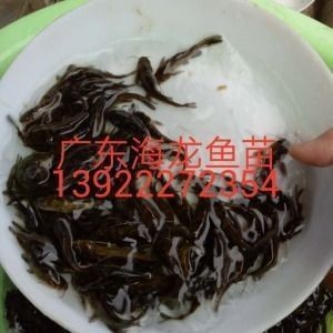 龍魚苗怎么養(yǎng)及喂養(yǎng)技巧：養(yǎng)殖龍魚苗需要注意以下幾個方面，促進(jìn)龍魚苗健康成長