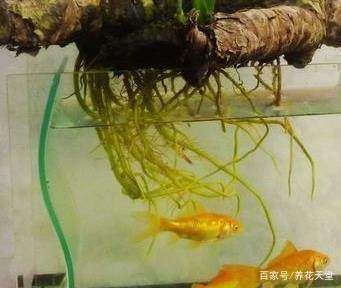魚缸內浮游生物的作用：如何培養(yǎng)魚缸中的浮游生物