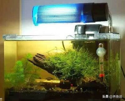 魚缸內浮游生物的作用：如何培養(yǎng)魚缸中的浮游生物