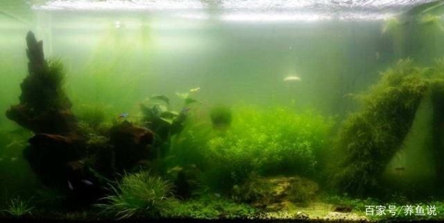 魚缸內浮游生物的作用：如何培養(yǎng)魚缸中的浮游生物