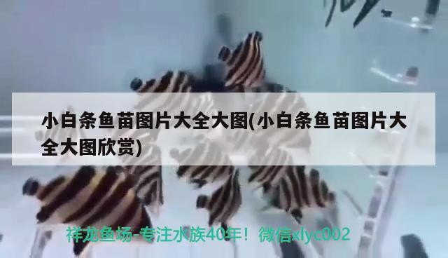 魚缸 小白條魚苗圖片大全大圖(小白條魚苗圖片大全大圖欣賞) 全國水族館企業名錄 小白條魚苗圖片大全大圖(小白條魚苗圖片大全大圖欣賞) 小白條魚苗圖片大全大圖(小白條魚苗圖片大全大圖欣賞) 全國水族館企業名錄