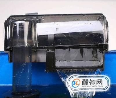 魚缸清潔技巧大公開：底部過(guò)濾的魚缸如何清理糞便 魚缸清潔技巧大公開：底部過(guò)濾的魚缸如何清理糞便 魚缸百科 第3張