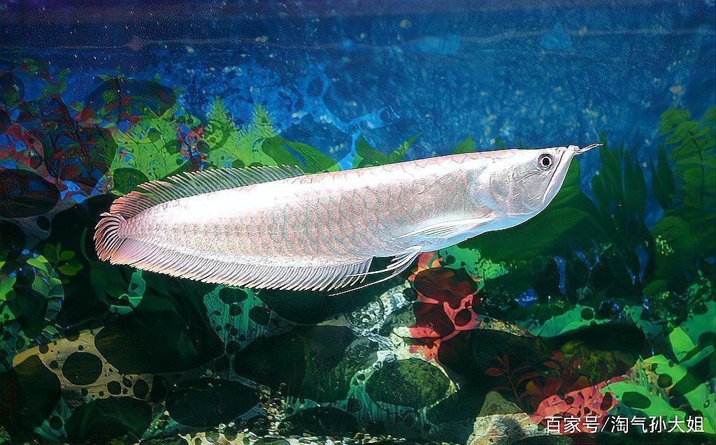 銀龍魚為什么被視為兇魚？