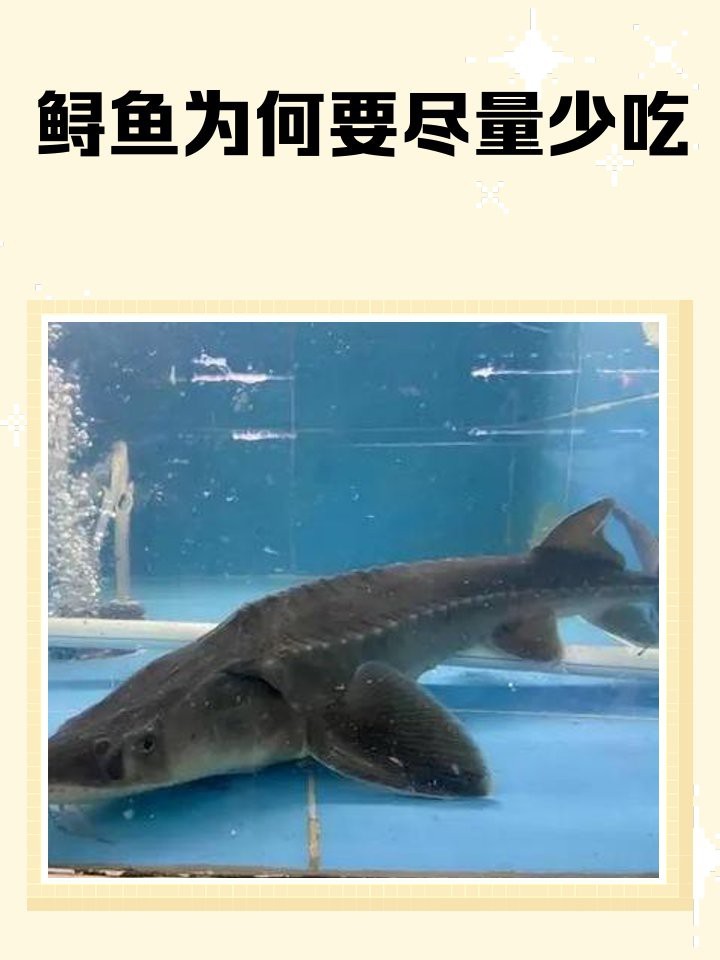 鱘龍魚為何要少吃