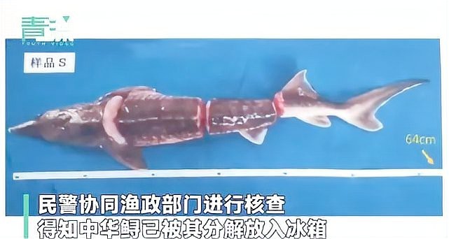 鱘龍魚為何要少吃