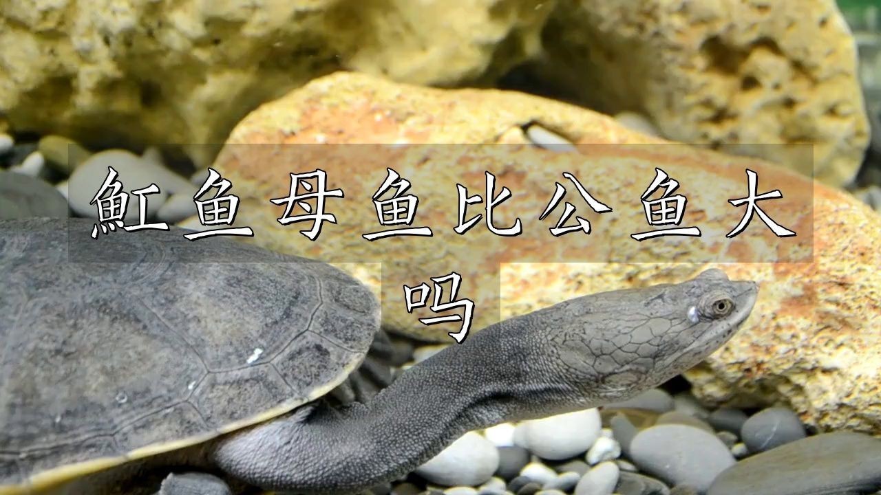 魟魚分公母最簡單方法