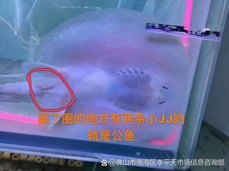 魟魚分公母最簡單方法