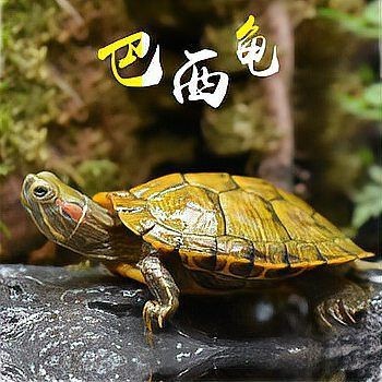 家里巴西龜如何送走 家里巴西龜如何送走 龍魚論壇 第3張