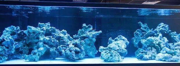 珊瑚礁生態系統的奧秘：海水礁巖生態魚缸是一種模擬海洋生態環境的模擬海洋生態環境
