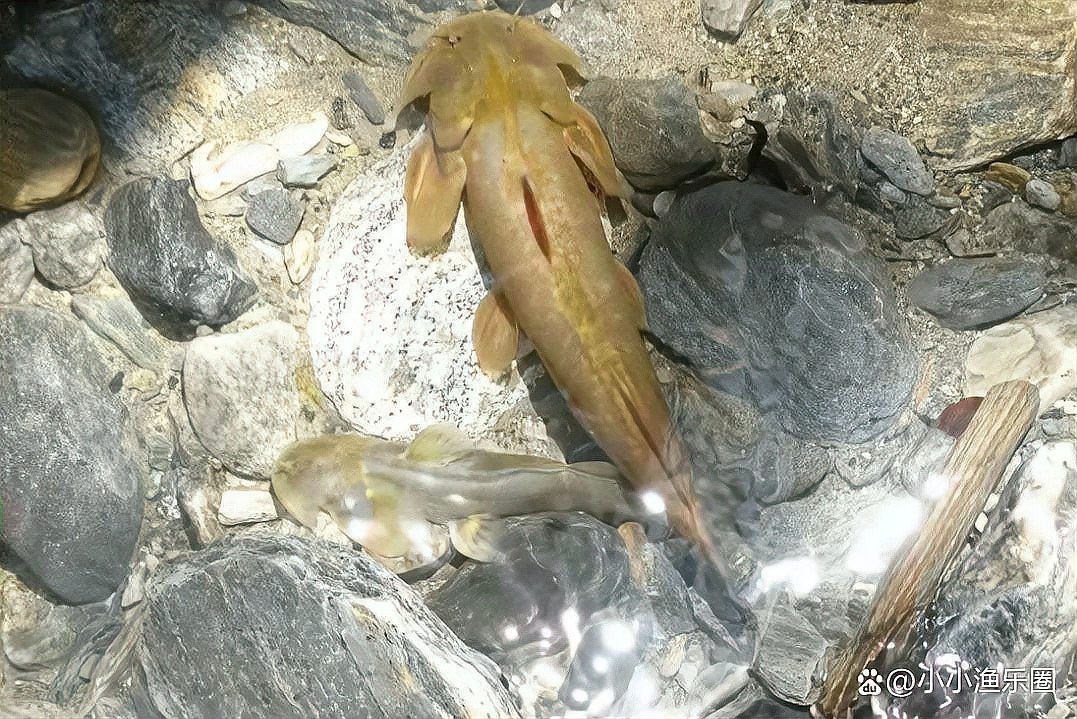 四川石巴子魚多少錢一斤