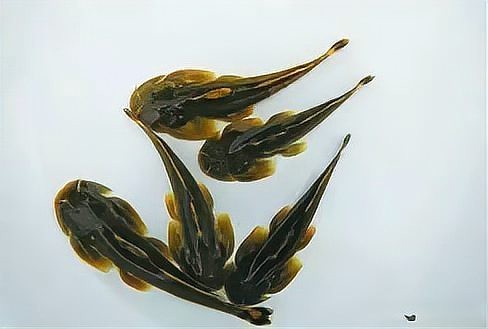 四川石巴子魚多少錢一斤
