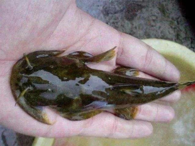 四川石巴子魚多少錢一斤