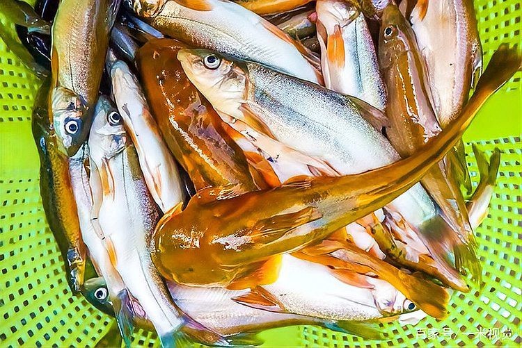 四川石巴子魚多少錢一斤